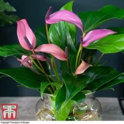 Anthurium Aqua In Sierglass -EcoFlora Sales Shop ANTH KB3998 B1