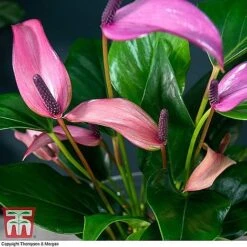Anthurium Aqua - Gift -EcoFlora Sales Shop ANTH KB3998 C11