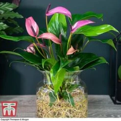 Anthurium Aqua In Sierglass -EcoFlora Sales Shop ANTH KB3998 D1