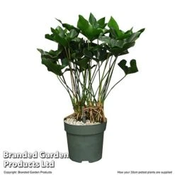 Anthurium 'Arrow' In Hydro Pot -EcoFlora Sales Shop ANTH ARROW30CM T506621
