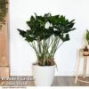 Anthurium 'Arrow' In Hydro Pot -EcoFlora Sales Shop ANTH ARROW T50741
