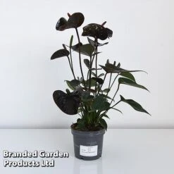 Anthurium 'Black Love' -EcoFlora Sales Shop ANTH BLACK12CM T44471