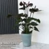 Anthurium 'Black Love' -EcoFlora Sales Shop ANTH BLACKLOVE T44472