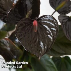 Anthurium 'Black Love' -EcoFlora Sales Shop ANTH BLACKLOVE T44474