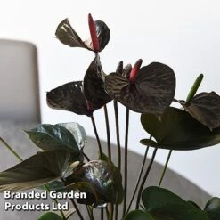 Anthurium 'Black Love' -EcoFlora Sales Shop ANTH BLACKLOVE T44476