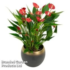 Anthurium 'Million Flower' -EcoFlora Sales Shop ANTH MILLIONFL S33871