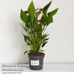 Anthurium 'Million Flower' -EcoFlora Sales Shop ANTH MILLIONFL T35886