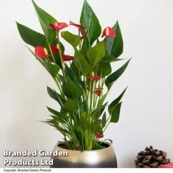 Anthurium 'Million Flower' -EcoFlora Sales Shop ANTH MILLIONFL T35888
