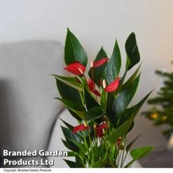 Anthurium 'Million Flower' -EcoFlora Sales Shop ANTH MILLIONFL T35893