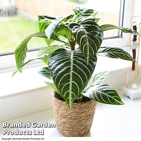 Aphelandra Squarrosa 5 Aphelandra Squarrosa - Image 3