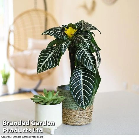 Aphelandra Squarrosa 7 Aphelandra Squarrosa - Image 5