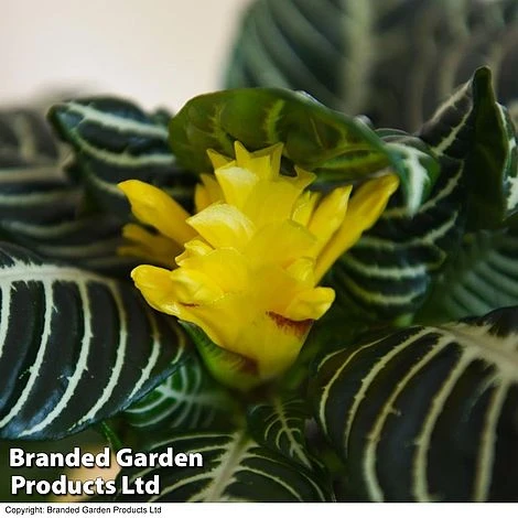 Aphelandra Squarrosa 4 Aphelandra Squarrosa - Image 2