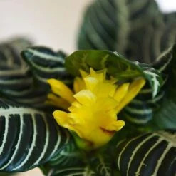 Aphelandra Squarrosa 14 Aphelandra Squarrosa -EcoFlora Sales Shop APHE SQUARROSA T41684