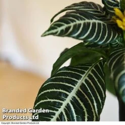 Aphelandra Squarrosa 15 Aphelandra Squarrosa -EcoFlora Sales Shop APHE SQUARROSA T41685