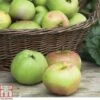 Apple 'Bramley's Seedling' 2 Apple 'Bramley's Seedling' -EcoFlora Sales Shop APPL CWW3229 A h