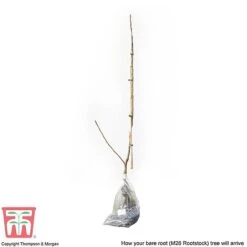 Apple 'Bramley's Seedling' -EcoFlora Sales Shop APPL CWW3229 C