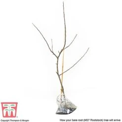 Apple 'Bramley's Seedling' -EcoFlora Sales Shop APPL CWW3229 D