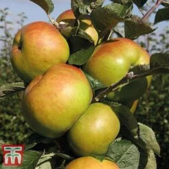 Apple 'Bramley's Seedling' -EcoFlora Sales Shop APPL CWW3229 E