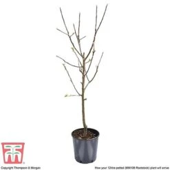 Apple 'Bramley's Seedling' -EcoFlora Sales Shop APPL CWW3229 F
