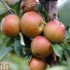 Apple 'Cox's Orange Pippin' 1 Apple 'Cox's Orange Pippin' -EcoFlora Sales Shop APPL CWW3231 A h