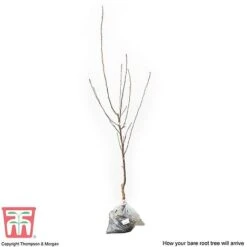 Apple 'Cox's Orange Pippin' -EcoFlora Sales Shop APPL CWW3231 C