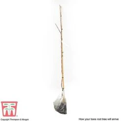 Crab Apple 'Red Sentinel' 7 Crab Apple 'Red Sentinel' -EcoFlora Sales Shop APPL CWW3254 C