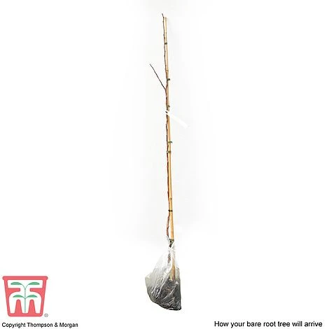 Crab Apple 'Red Sentinel' 5 Crab Apple 'Red Sentinel' - Image 3