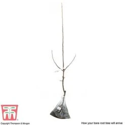 Crab Apple 'John Downie' -EcoFlora Sales Shop APPL CWW3373 C