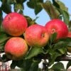 Apple 'Red Falstaff' 1 Apple 'Red Falstaff' -EcoFlora Sales Shop APPL DWW3657 A