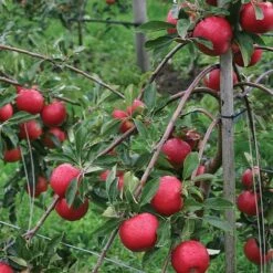 Apple 'Red Falstaff' -EcoFlora Sales Shop APPL DWW3657 A h