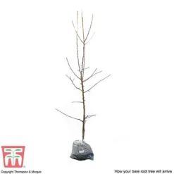 Apple 'Red Falstaff' -EcoFlora Sales Shop APPL DWW3657 D