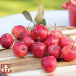 Apple 'Appletini' -EcoFlora Sales Shop APPL KA9401 C