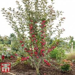 Apple 'Appletini' -EcoFlora Sales Shop APPL KA9401 D