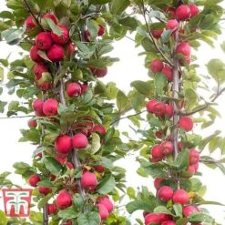 Apple 'Appletini' -EcoFlora Sales Shop APPL KA9401 E