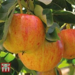 Fruit Tree Collection (Mini Fruit Tree) -EcoFlora Sales Shop APPL T10394 A h1