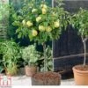 Apple 'Golden Delicious' (Mini Fruit Tree) -EcoFlora Sales Shop APPL T10395 A