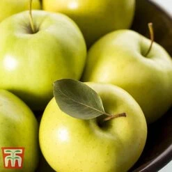 Apple 'Golden Delicious' (Mini Fruit Tree) -EcoFlora Sales Shop APPL T10395 B1