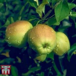 Apple 'Golden Delicious' (Mini Fruit Tree) -EcoFlora Sales Shop APPL T10395 D