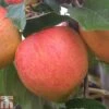 Apple 'James Grieve' -EcoFlora Sales Shop APPL T14131 A h
