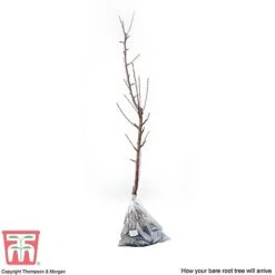 Apple 'James Grieve' 9 Apple 'James Grieve' -EcoFlora Sales Shop APPL T14131 D