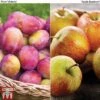 Apple & Plum Duo -EcoFlora Sales Shop APPL T58945P A