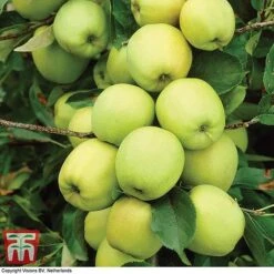 Apple 'Golden Delicious' 10 Apple 'Golden Delicious' -EcoFlora Sales Shop APPL TKA0855 A1