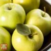 Apple 'Golden Delicious' -EcoFlora Sales Shop APPL TKA0855 B1