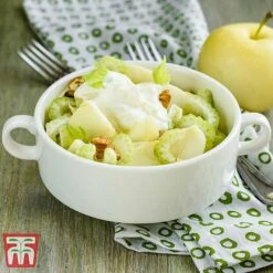 Apple 'Golden Delicious' 11 Apple 'Golden Delicious' -EcoFlora Sales Shop APPL TKA0855 C