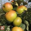 Apple 'Bramley 20' -EcoFlora Sales Shop APPL TKA1745 D
