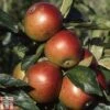 Apple 'Fiesta' -EcoFlora Sales Shop APPL TKA1751 A