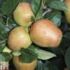Apple 'Adam's Pearmain' -EcoFlora Sales Shop APPL TKA1807 A