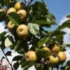 Apple 'Ashmead's Kernel' 2 Apple 'Ashmead's Kernel' -EcoFlora Sales Shop APPL TKA1809 A