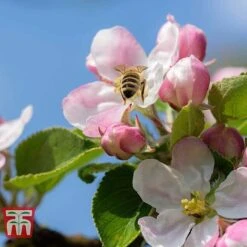 Apple 'Blenheim Orange' -EcoFlora Sales Shop APPL TKA1817 D