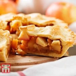 Apple 'Blenheim Orange' -EcoFlora Sales Shop APPL TKA1817 E